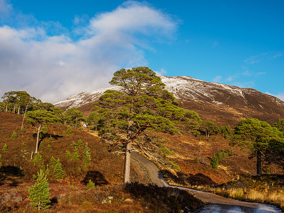 Glen Cannich Pine[1912013]