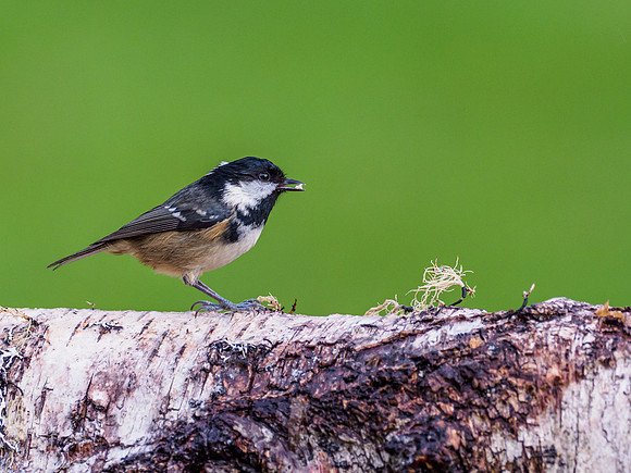 Coal Tit (Periparus ater) [1912005]