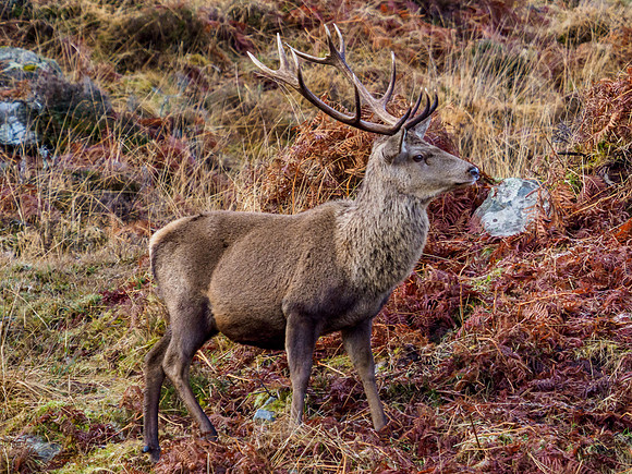 Boxing Day Stag [1912028]