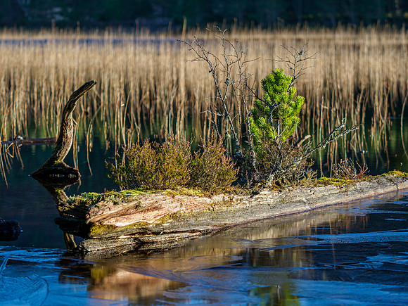 Loch 'n' Logs  [1912048]