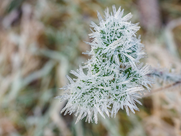 Frosty Glen Coiltie [1912001]