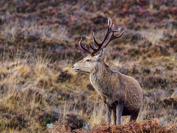 Boxing Day Stag [1912027]
