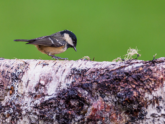 Coal Tit (Periparus ater) [1912006]