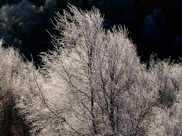 Frosty Twigs