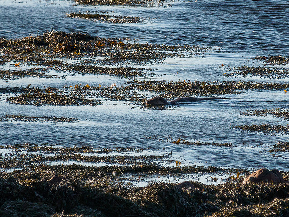 Otters