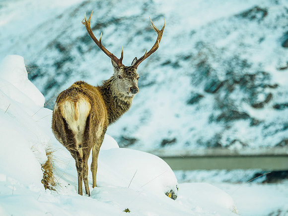Glen Garry Red Deer