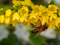 Honey Bees in January?