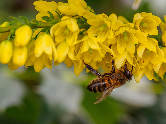 Honey Bees in January?
