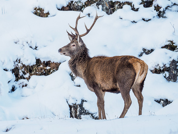 Glen Garry Red Deer