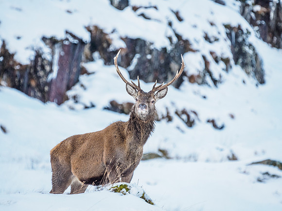 Glen Garry Red Deer