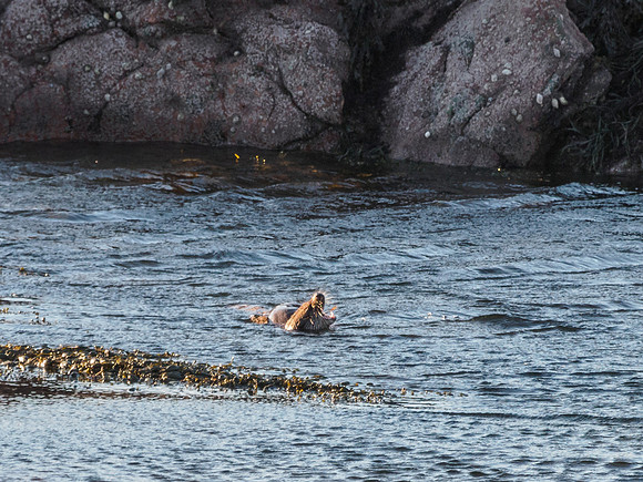 Otters