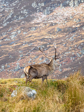 Glen Cannich Stag