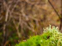 Urquhart Bay Wood