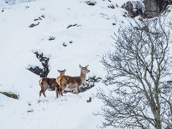 Glen Garry Red Deer