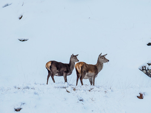 Glen Garry Red Deer