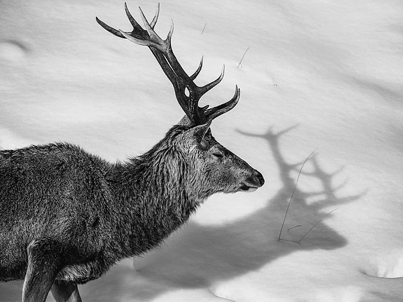 Glen Garry Red Deer