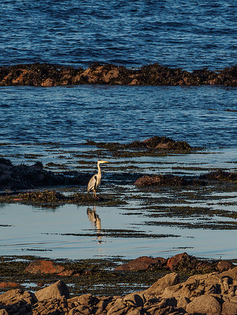 Grey Heron