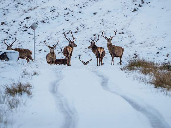Glen Garry Red Deer