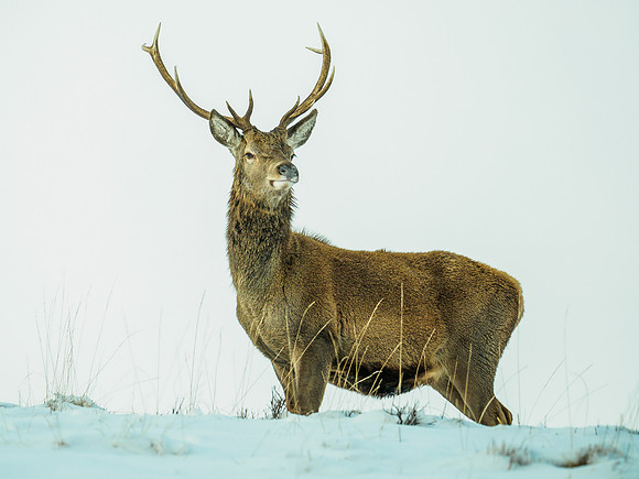 Glen Garry Red Deer