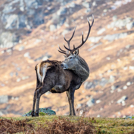 Glen Cannich Stag