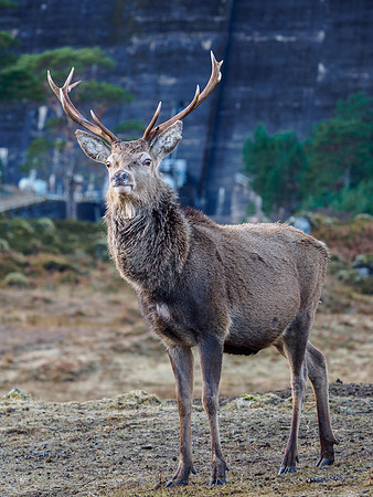 Red Deer Stag