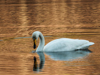 Whooper Swan