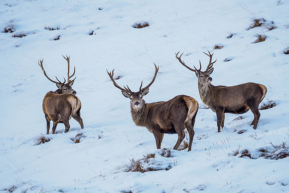 Glen Garry Red Deer