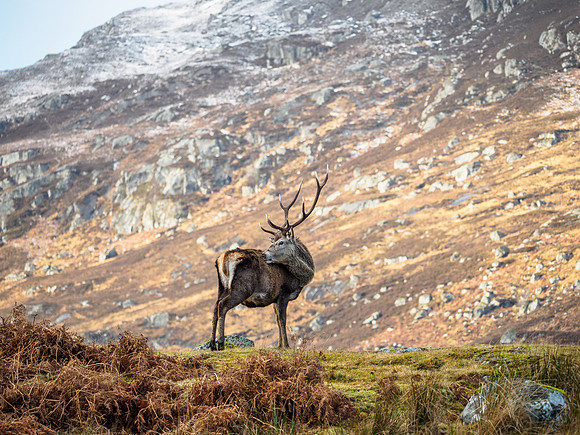 Glen Cannich Stag