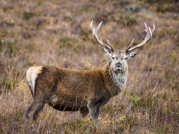 Glen Cannich Stag
