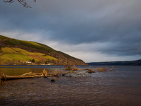 Urquhart Bay Wood