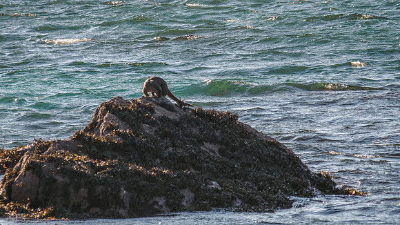 Otters