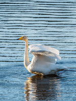 Whooper Swan - Cygnus cygnus