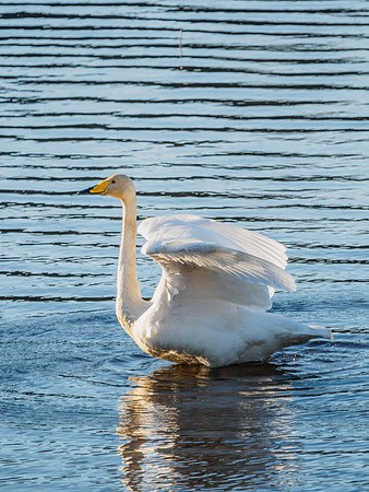 Whooper Swan - Cygnus cygnus