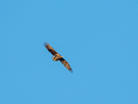 White-tailed Eagle or Sea Eagle