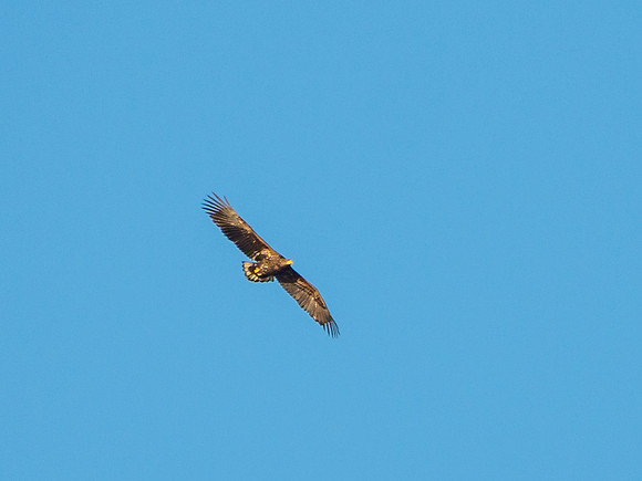 White-tailed Eagle or Sea Eagle