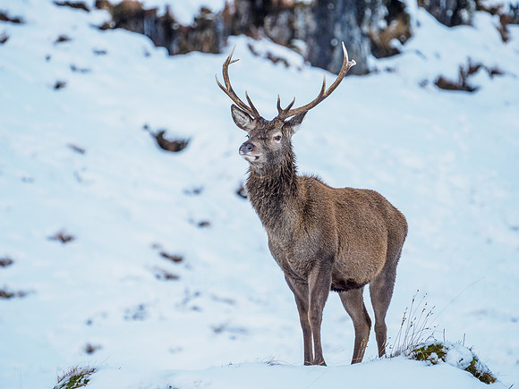 Glen Garry Red Deer