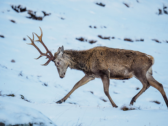 Glen Garry Red Deer