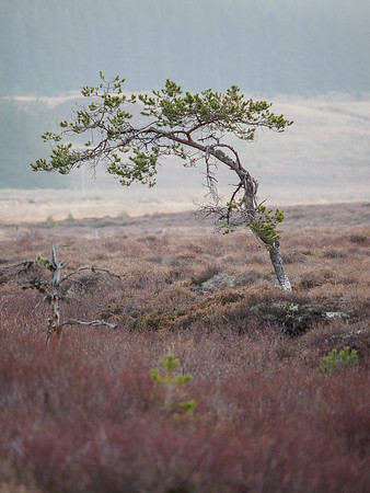 Pinus sylvestris