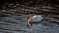 Whooper Swan - Cygnus cygnus