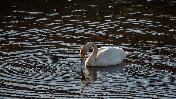 Whooper Swan - Cygnus cygnus