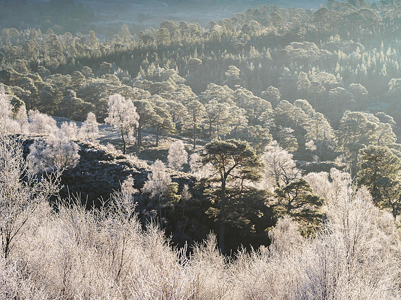 Frosty Twigs