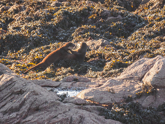 Otters