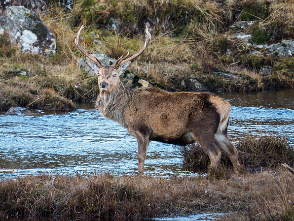 Red Deer Stag