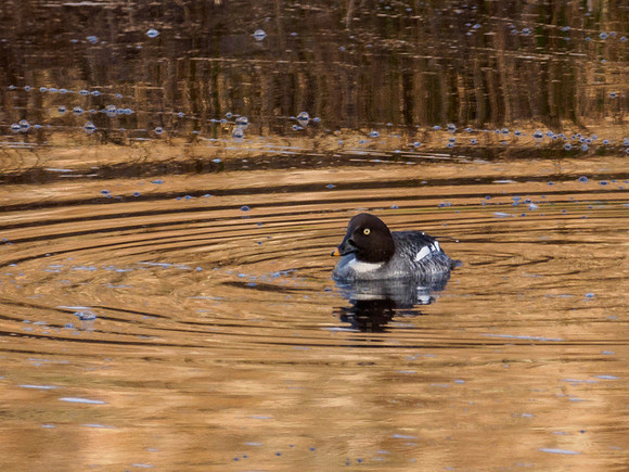 Goldeneye