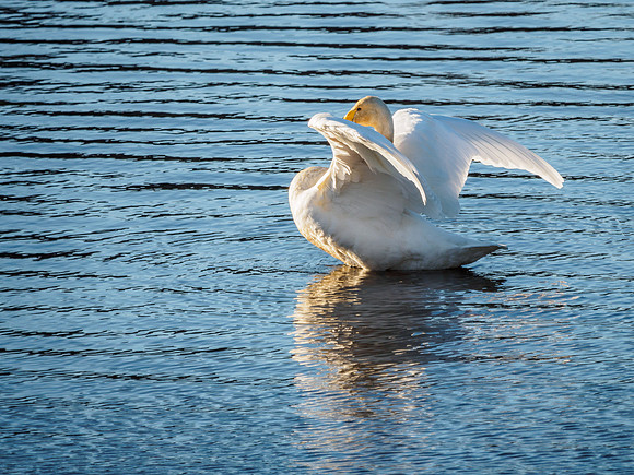 Whooper Swan - Cygnus cygnus