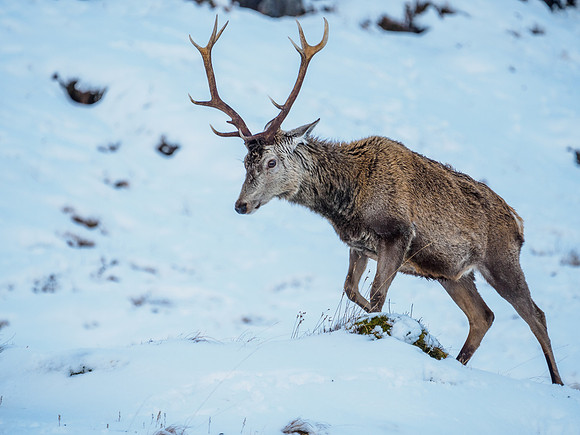 Glen Garry Red Deer