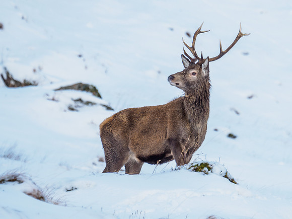 Glen Garry Red Deer