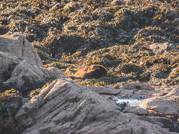 Otters