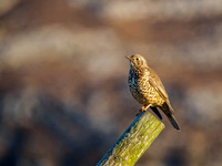 Mistle Thrush
