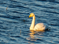 Whooper Swan - Cygnus cygnus